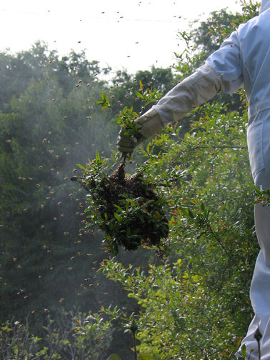 Myra Catching a Bee Swarm