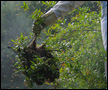 Myra Catching a Bee Swarm