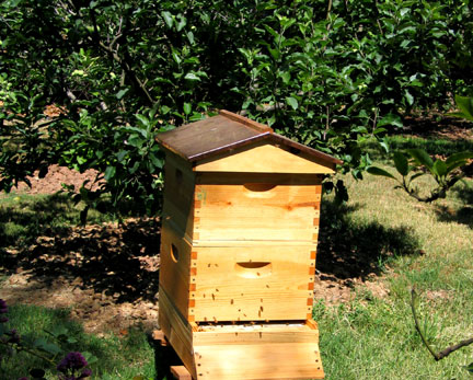 Studio Bee Hive
