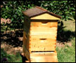 Studio Bee Hive