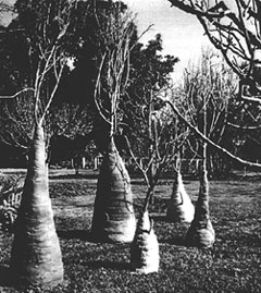 See the Trees for the Forest