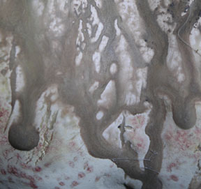 Gourd Bowl - detail